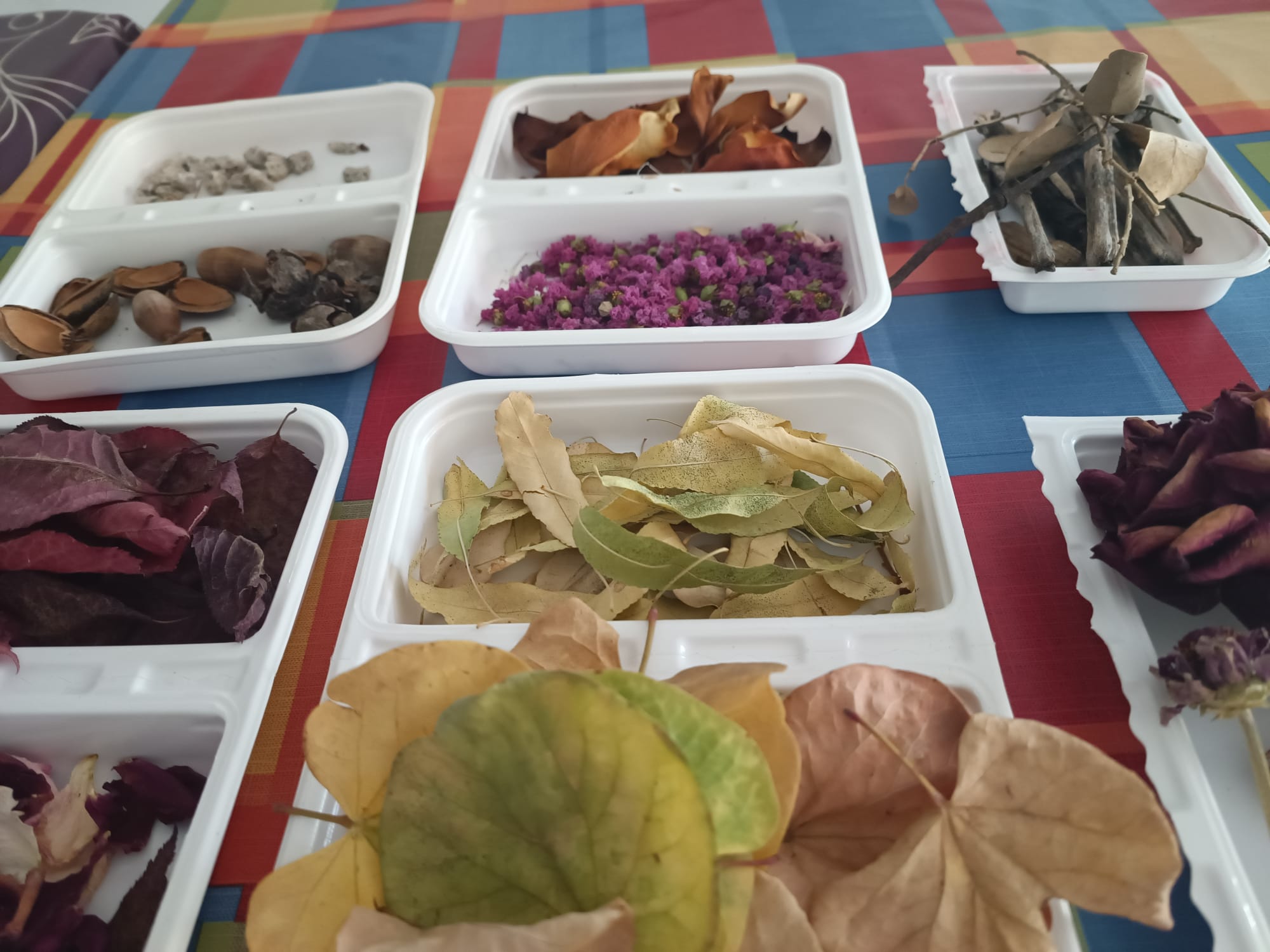 Bandejas con hojas secas, flores y ramas usadas como materiales creativos en taller
